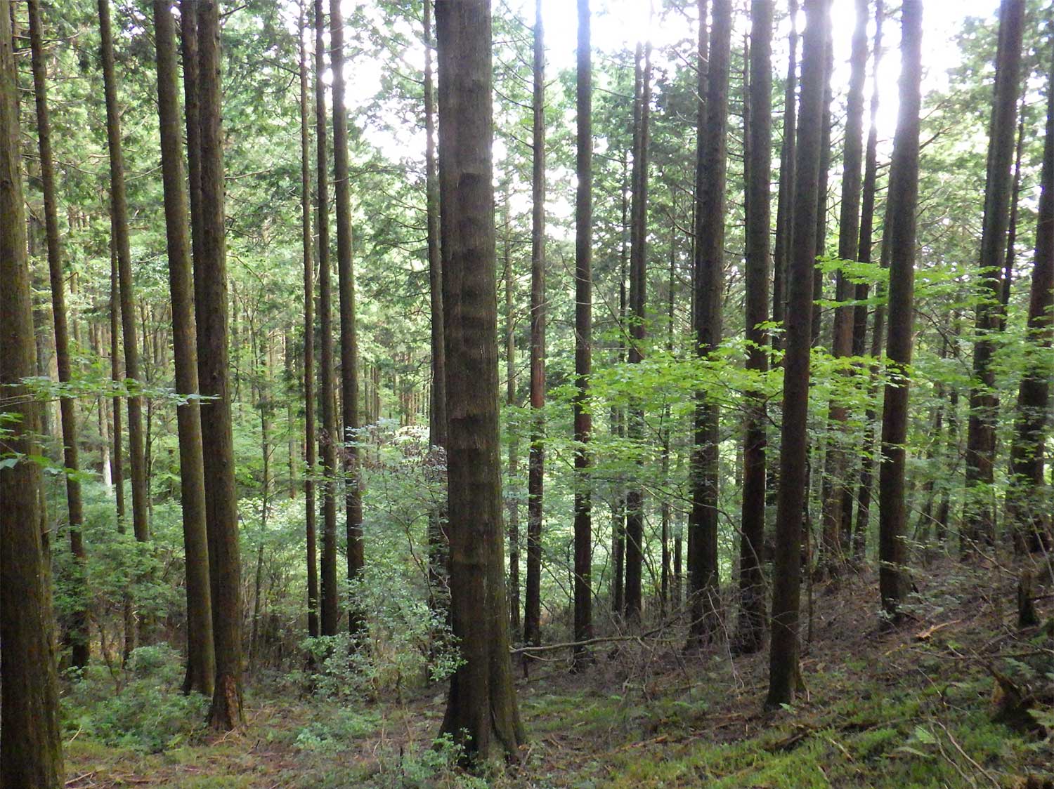 適切に間伐が行われているヒノキ林の写真