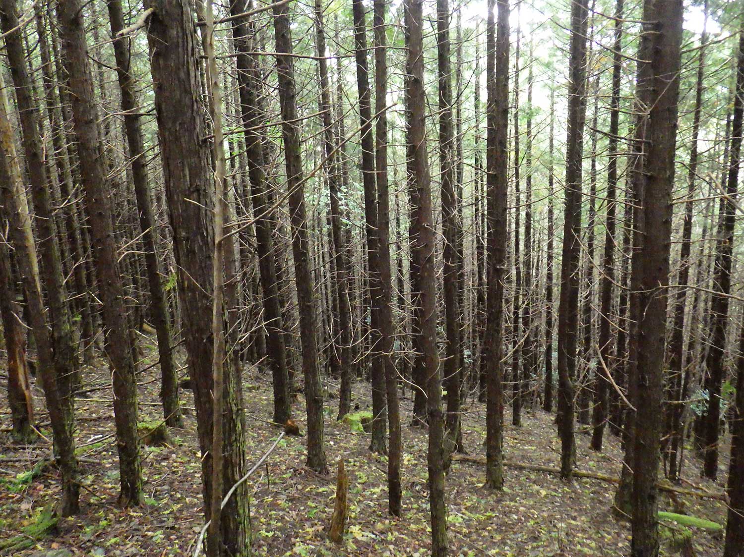 間伐が遅れているヒノキ林の写真